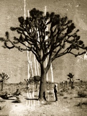 JOSHUA TREE